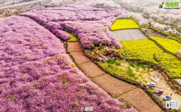 草逼免费视频：最新动态更新，提供更丰富的内容选择与观看体验，满足用户对多样化视频的需求